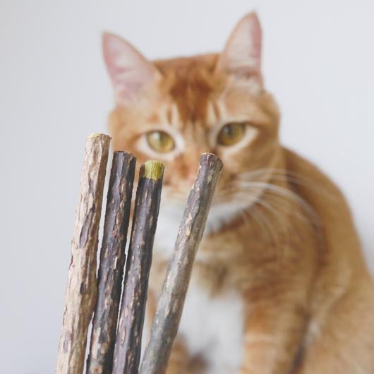 Woof & Meow – Matatabi kauwsticks – natuurlijke tandverzorging voor katten