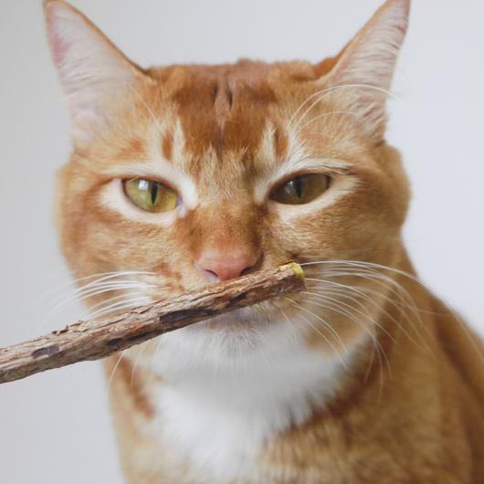 Woof & Meow – Matatabi kauwsticks – natuurlijke tandverzorging voor katten