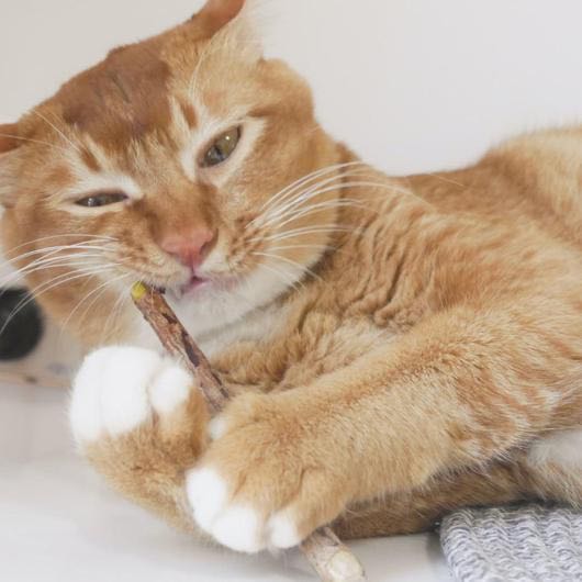 Woof & Meow – Matatabi kauwsticks – natuurlijke tandverzorging voor katten