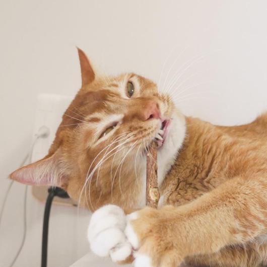 Woof & Meow – Matatabi kauwsticks – natuurlijke tandverzorging voor katten