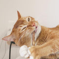 Woof & Meow – Matatabi kauwsticks – natuurlijke tandverzorging voor katten